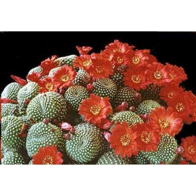 Graines Rebutia (En Mélange)