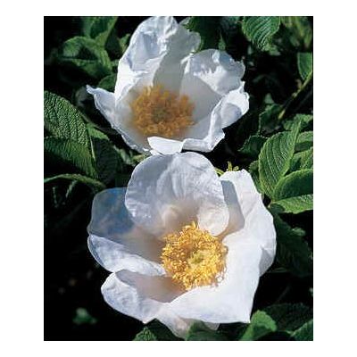 Graines Rosa Rugosa Alba (Graines Rosier Rugosa)