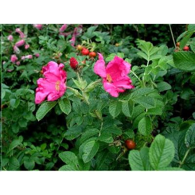 Graines Rosa Rugosa Rose (Graines Rosier Rugosa, Graines Rosier Japonais)