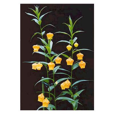 Graines Sandersonia Aurantiaca (Graines Lis Lanterne Chinoise)