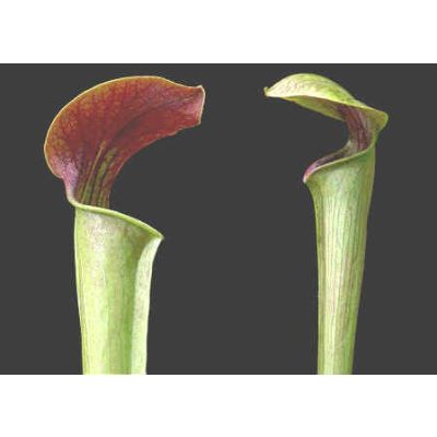 Graines Sarracenia Alata à Gorge Rouge