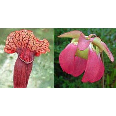 Graines Sarracenia Flava x Sarracenia Purpurea Venosa