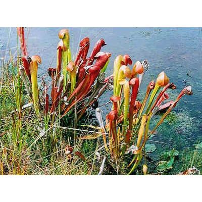 Graines Sarracenia Minor Okefenokee Géant