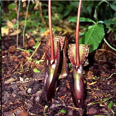 Graines Sauromatum Venosum (Graines Arum Cornutum)