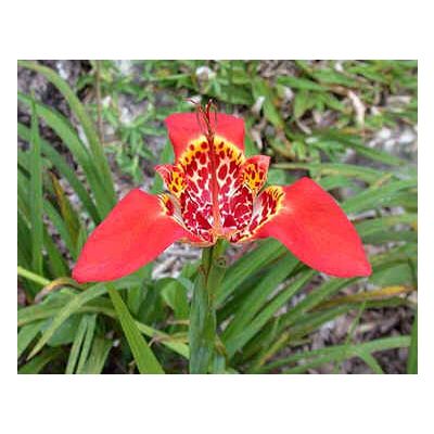 Graines Tigridia Pavonia (Graines Fleur De Tigre)