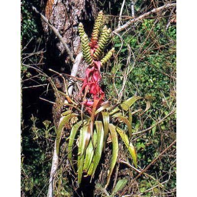 Graines Tillandsia Kalmbacheri (Graines Bromeliacées)