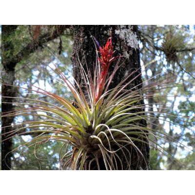 Graines Tillandsia Rotundata (Graines Bromeliad Épiphyte)