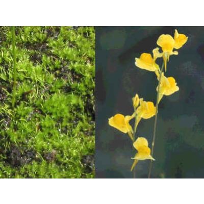 Graines Utricularia Juncea