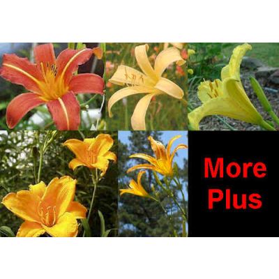 Daylily Diploid Seeds Hybrids Mix (Fine Daylilies Seeds Mix)