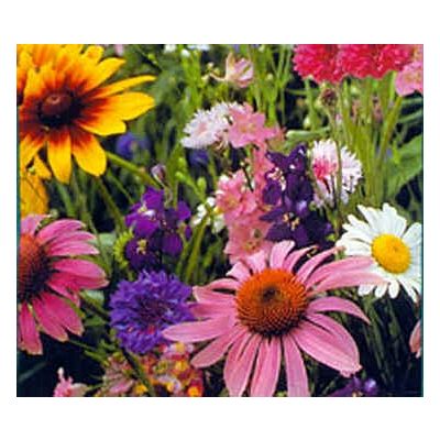 Graines Fleurs Sauvages (Graines Fleurs pour Papillons) (Graines en Mélange)