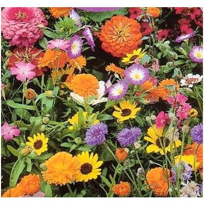 Graines Fleurs Sauvages : Fleurs Courtes (Mélange de Graines de Fleurs Courtes)