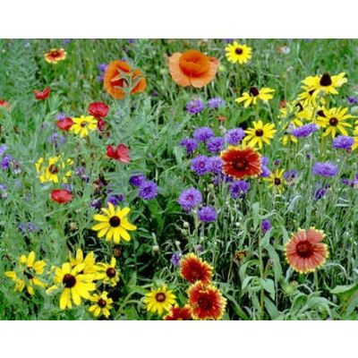 Graines Fleurs Sauvages : Nord Est Américain (Mélange de Graines Fleurs Nord-Est, Amérique)