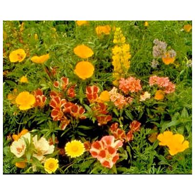 Graines Fleurs Sauvages : Pacifique (Mélange de Graines de Fleurs du Pacifique Nord-Ouest, Amérique)