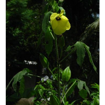 Graines Abelmoschus Moschatus (Graines d'Ambrette)