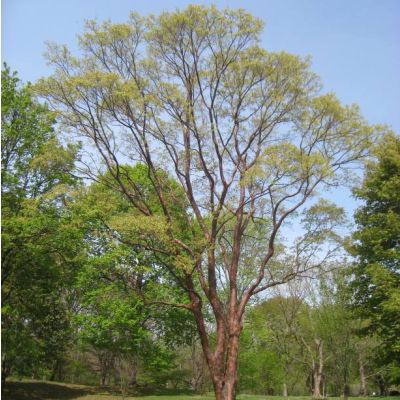 Graines Acer Griseum (Graines Érable à Écorce de Papier)