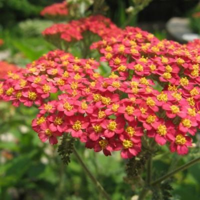 Graines Achillea Millefolium Rubra (Graines Achillée Millefeuille Rouge)