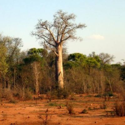 Graines Adansonia Za (Graines Baobab Za)