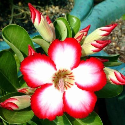 Graines Adenium (Voluptueuse Lune)