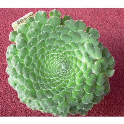 Graines Aeonium Tabuliforme