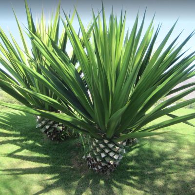 Graines Agave Sisalana (Sisal)