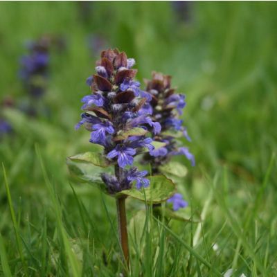 Graines Ajuga Reptans (Bugle Rampante)