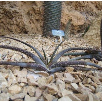 Graines Aloe Compressa