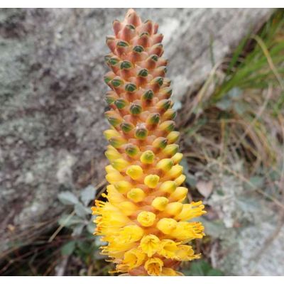 Graines Aloe Conifera