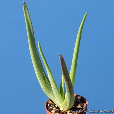 Graines Aloe Ibitiensis