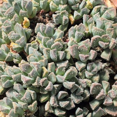 Graines Aloinopsis Setifera