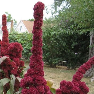 Graines Amaranthus Cruentus Tour Rouge
