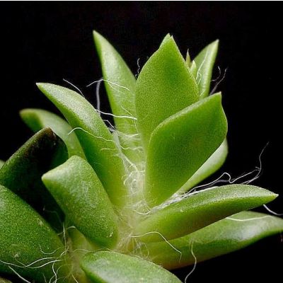 Graines Anacampseros (En Mélange)