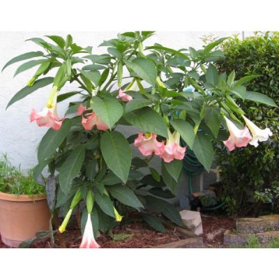 Graines Brugmansia Suaveolens Rose (Trompettes des Anges)