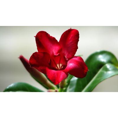 Graines Adenium (Petite Prune Rouge)