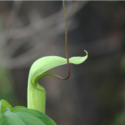 Graines Arisaema Tortuosum (Graines Arisème Petit-Prêcheur)
