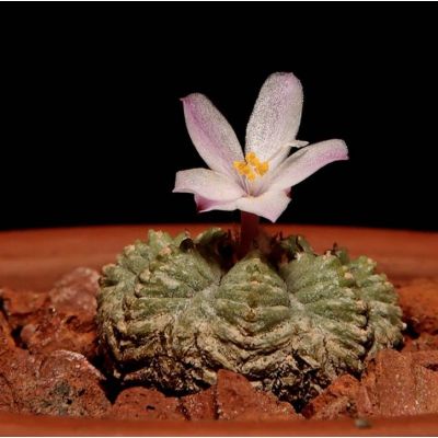 graines Aztekium Ritteri