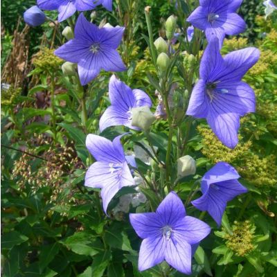 Graines Campanule à Grandes Fleurs (Platycodon grandiflorus)