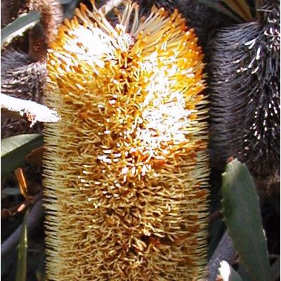 Graines Banksia Conferta