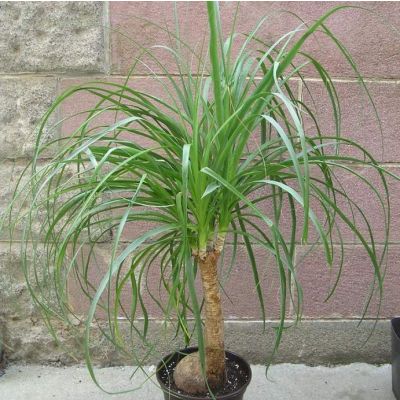 Graines Beaucarnea Recurvata