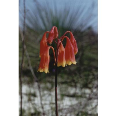 Graines Blandfordia Grandiflora