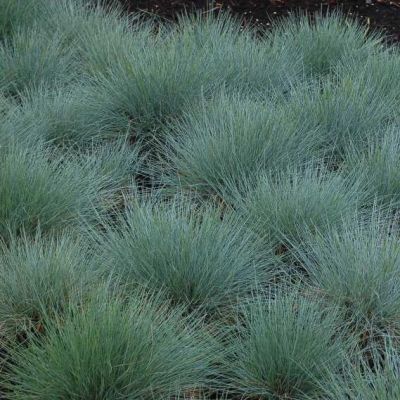Graines Festuca Ovina Glauca (Graines Fétuque Glauque)