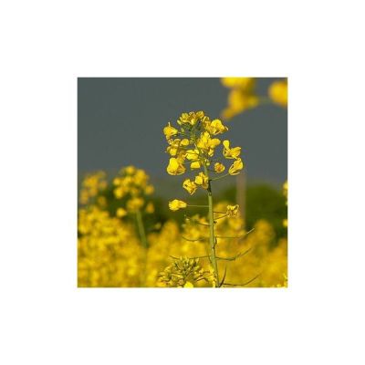 Graines Brassica Juncea (Graines Moutarde Brune)