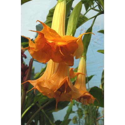 Graines Brugmansia Orange Glory