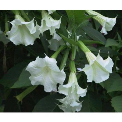 Graines Brugmansia Suaveolens Blanc (Trompettes des Anges)