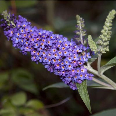 Graines Buddleia de David (Buddleja davidii)