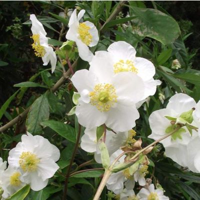 Graines Carpenteria californica
