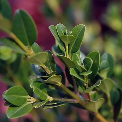 Graines Buxus Microphylla Koreana (Buis de Corée)