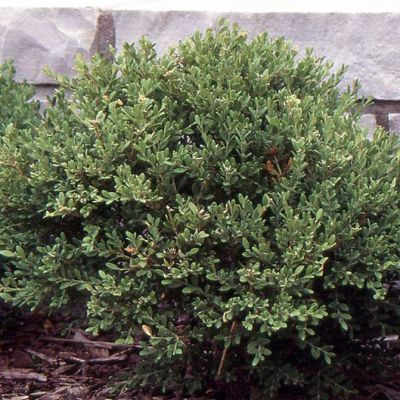 Buxus Microphylla Koreana Seeds (Korean Boxwood)