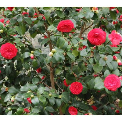 Graines Camélia du Japon (Camellia Japonica)