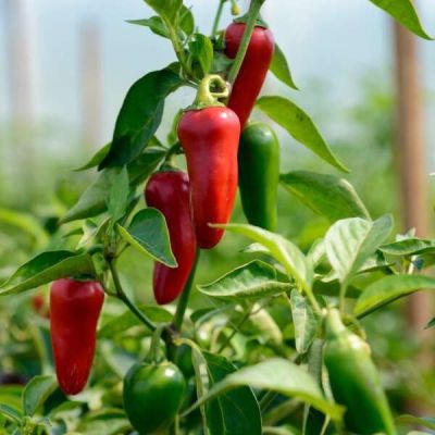 Graines Piment Jalapeño (Capsicum Annum Jalapeño)