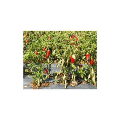 Capsicum Jalapeno Seeds 